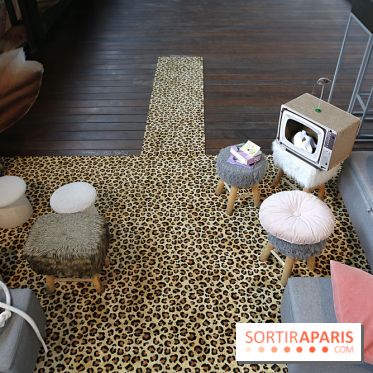 Chacun cherche son chat, nos photos de l'expo à Fluctuart - Expo Chat 2