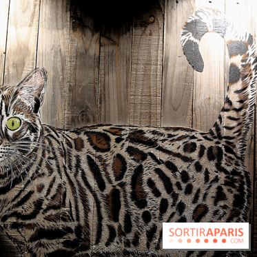 Chacun cherche son chat, nos photos de l'expo à Fluctuart - Expo Chat 11
