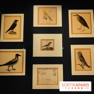 Expo Animalia : quand les animaux inspirent les artistes à travers les siècle à l'Hôtel de la Marine