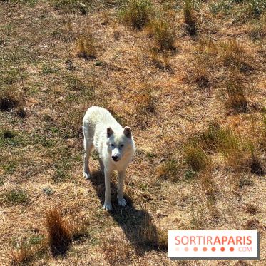 Les Loudges, les hébergements devant les loups arctiques au Zoo de Thoiry