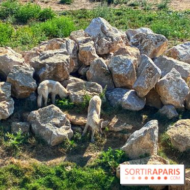 Les Loudges, les hébergements devant les loups arctiques au Zoo de Thoiry