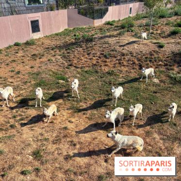 Les Loudges, les hébergements devant les loups arctiques au Zoo de Thoiry