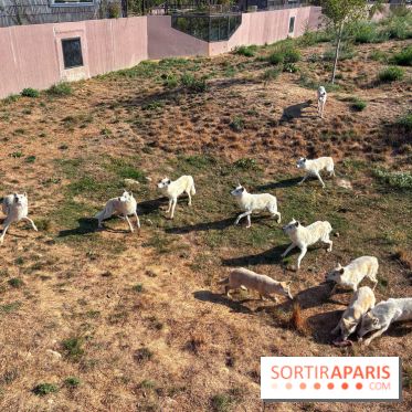 Les Loudges, les hébergements devant les loups arctiques au Zoo de Thoiry