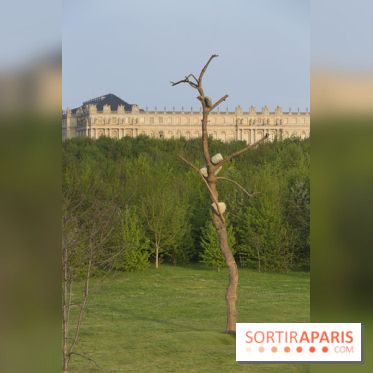 Penone au Château de Versailles, Idee di pietra ciliegio