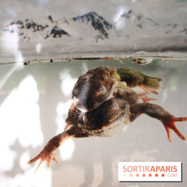 Exposition Planète Grenouille par Cyril Ruoso au Jardin des Plantes