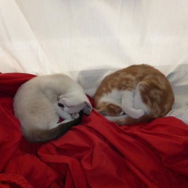 Le Café des Chats Bastille ouvre ses portes