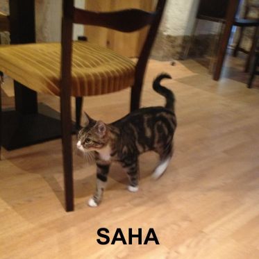 Le Café des Chats à Paris