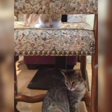 Le Café des Chats à Paris