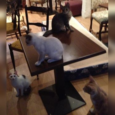 Le Café des Chats à Paris