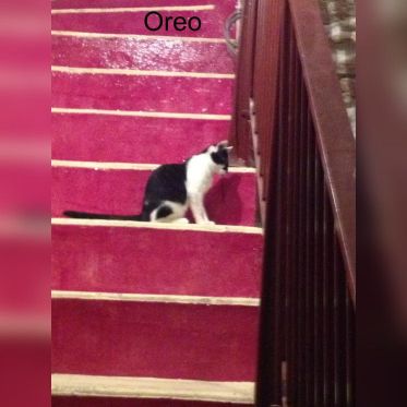 Le Café des Chats à Paris