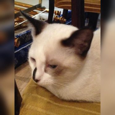 Le Café des Chats à Paris