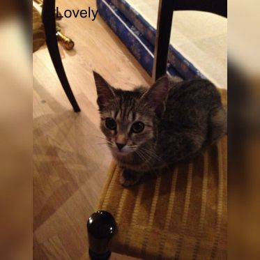 Le Café des Chats à Paris