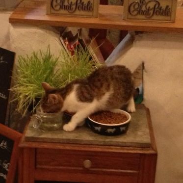 Le Café des Chats à Paris