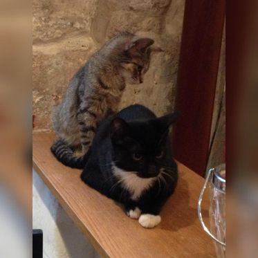 Le Café des Chats à Paris