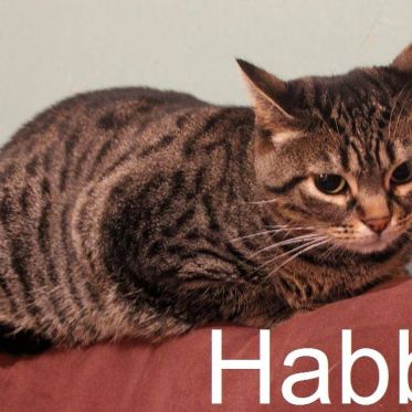 Le Café des Chats à Paris