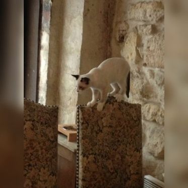 Le Café des Chats à Paris