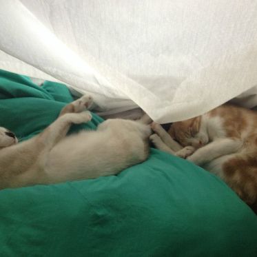 Le Café des Chats à Paris