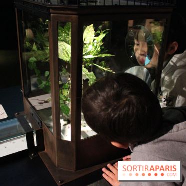 Mille milliards de fourmis au Palais de la Découverte