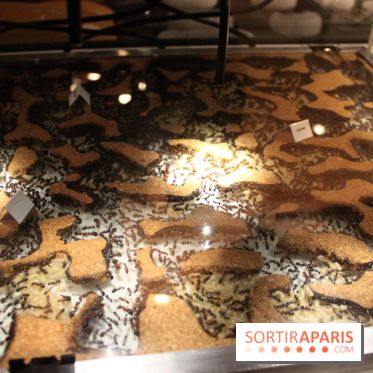 Mille milliards de fourmis au Palais de la Découverte