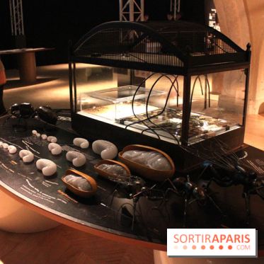 Mille milliards de fourmis au Palais de la Découverte