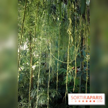 Noces Végétales au Jardin des Plantes : la traversée végétale