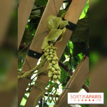 Noces Végétales au Jardin des Plantes : la traversée végétale
