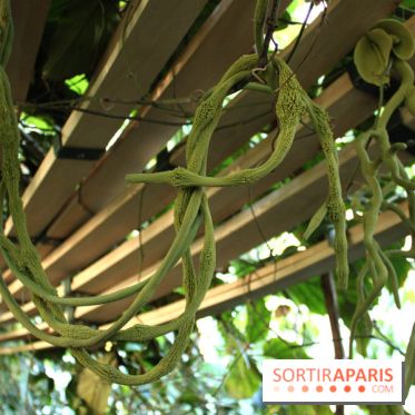 Noces Végétales au Jardin des Plantes: la traversée végétale