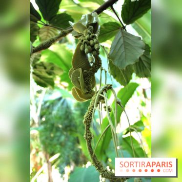 Noces Végétales au Jardin des Plantes