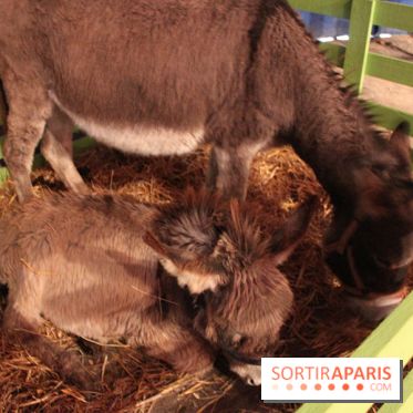 Les Enchanteurs de Noël au Château de Vincennes