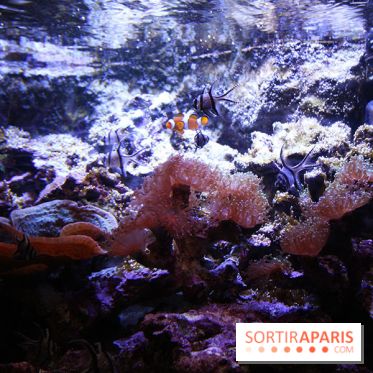 Aquarium de la Porte Dorée à Paris