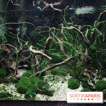 Aquarium de la Porte Dorée à Paris