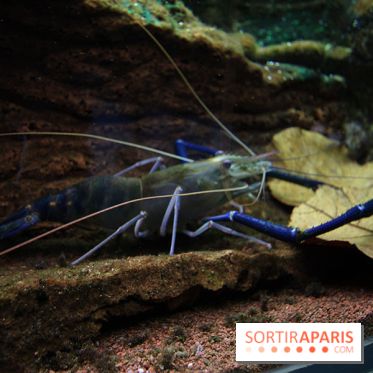 Aquarium de la Porte Dorée à Paris
