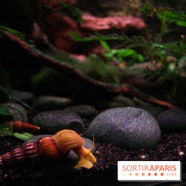 Aquarium de la Porte Dorée à Paris