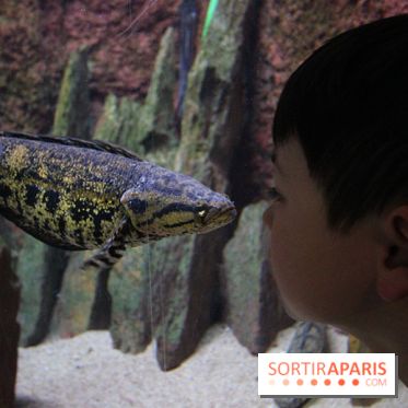 Aquarium de la Porte Dorée à Paris