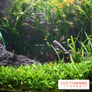 Aquarium de la Porte Dorée à Paris