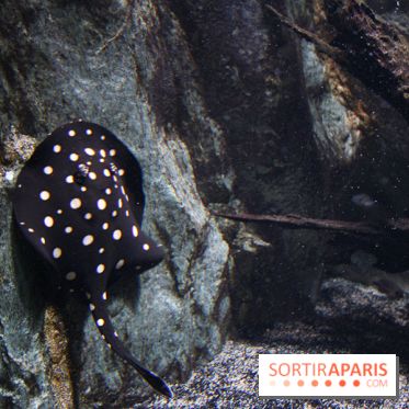 Aquarium de la Porte Dorée à Paris