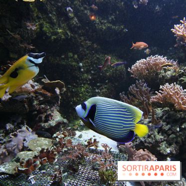 Aquarium de la Porte Dorée à Paris
