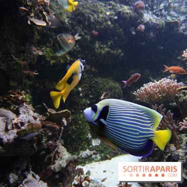 Aquarium de la Porte Dorée à Paris