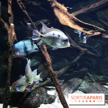 Aquarium de la Porte Dorée à Paris