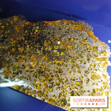 Exposition Nuit au Muséum Natinaol d'Histoire Naturelle