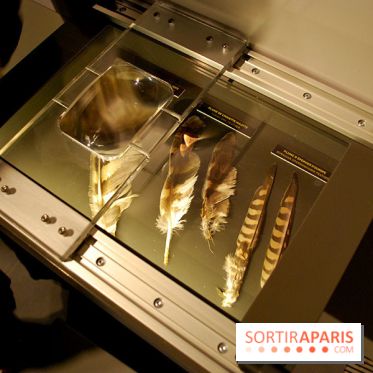 Exposition Nuit au Muséum Natinaol d'Histoire Naturelle