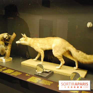 Exposition Nuit au Muséum Natinaol d'Histoire Naturelle