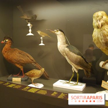 Exposition Nuit au Muséum Natinaol d'Histoire Naturelle