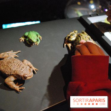 Exposition Nuit au Muséum Natinaol d'Histoire Naturelle