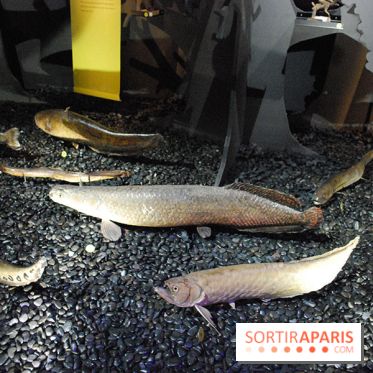 Exposition Nuit au Muséum Natinaol d'Histoire Naturelle