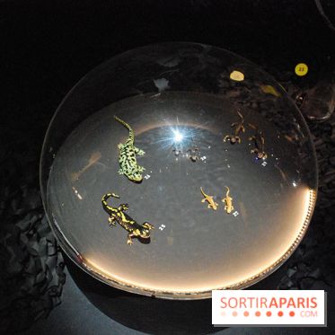 Exposition Nuit au Muséum Natinaol d'Histoire Naturelle