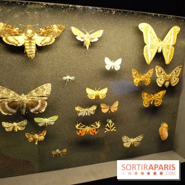 Exposition Nuit au Muséum Natinaol d'Histoire Naturelle