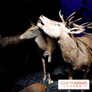 Exposition Nuit au Muséum Natinaol d'Histoire Naturelle