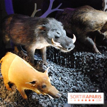 Exposition Nuit au Muséum Natinaol d'Histoire Naturelle