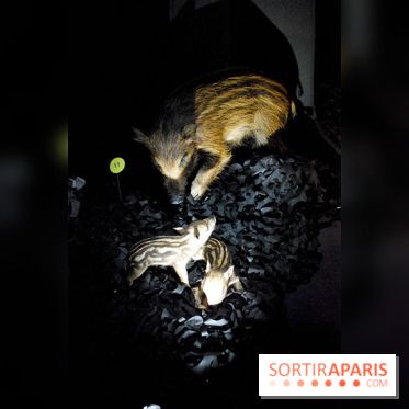 Exposition Nuit au Muséum Natinaol d'Histoire Naturelle